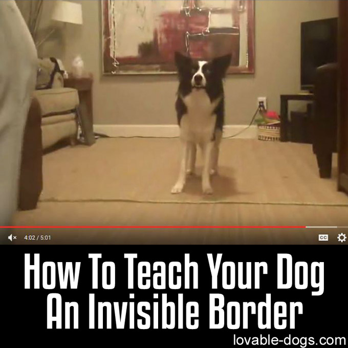How To Teach Your Dog An Invisible Border - WP