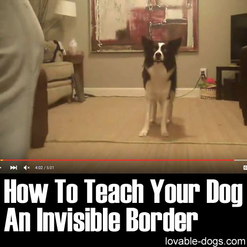 How To Teach Your Dog An Invisible Border