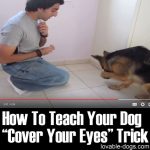 How To Teach Your Dog “Cover Your Eyes” Trick