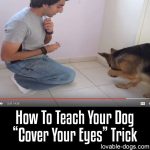 How To Teach Your Dog “Cover Your Eyes” Trick