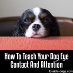 How To Teach Your Dog Eye Contact And Attention