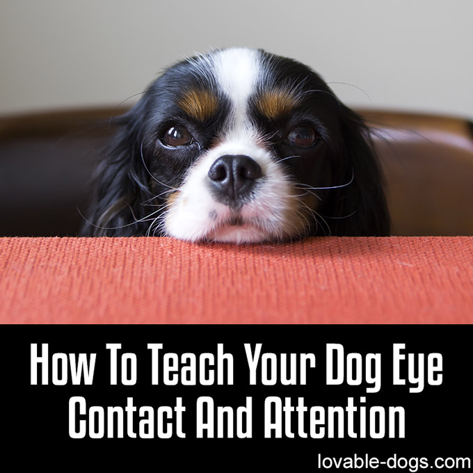How To Teach Your Dog Eye Contact And Attention - WP