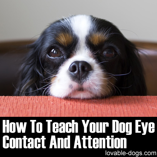 How To Teach Your Dog Eye Contact And Attention