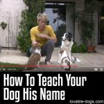 How To Teach Your Dog His Name