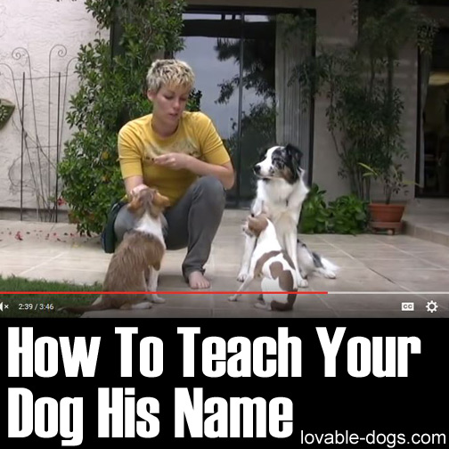 How To Teach Your Dog His Name