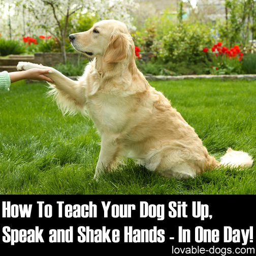 How To Teach Your Dog Sit Up, Speak And Shake Hands - In One Day