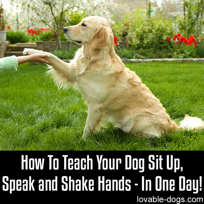 How To Teach Your Dog Sit Up, Speak And Shake -WP