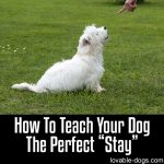 How To Teach Your Dog The Perfect “Stay”