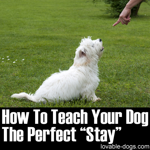 How To Teach Your Dog The Perfect Stay