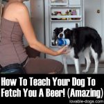 How To Teach Your Dog To Get You A Beer! (Amazing)