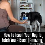 How To Teach Your Dog To Get You A Beer! (Amazing)