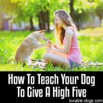 How To Teach Your Dog To Give A High Five
