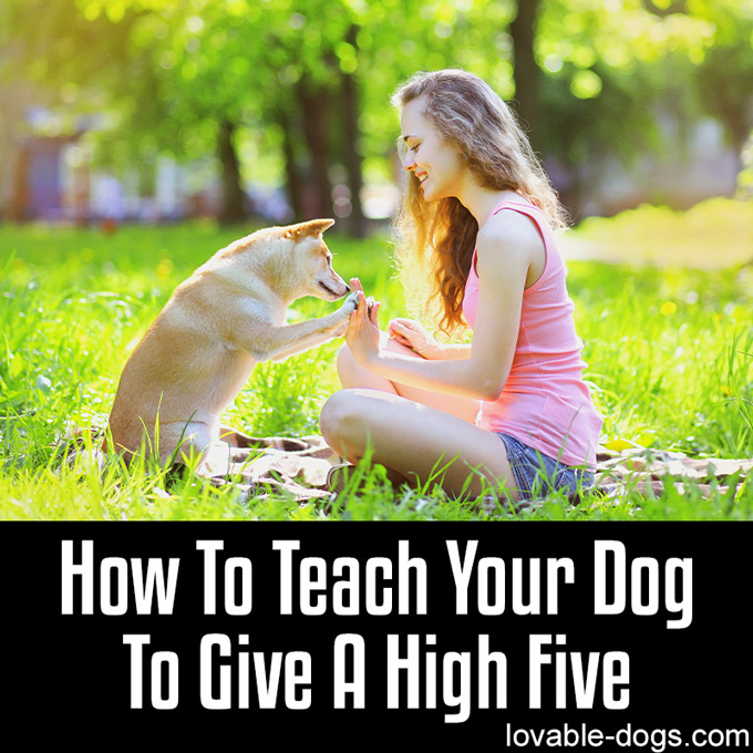 How To Teach Your Dog To Give A High Five - WP