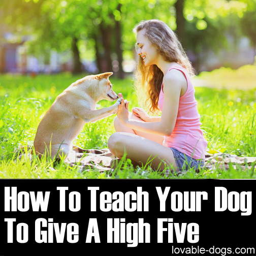 How To Teach Your Dog To Give A High Five