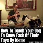 How To Teach Your Dog To Know Each Of Their Toys By Name