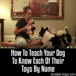 How To Teach Your Dog To Know Each Of Their Toys By Name