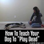How To Teach Your Dog To Play Dead