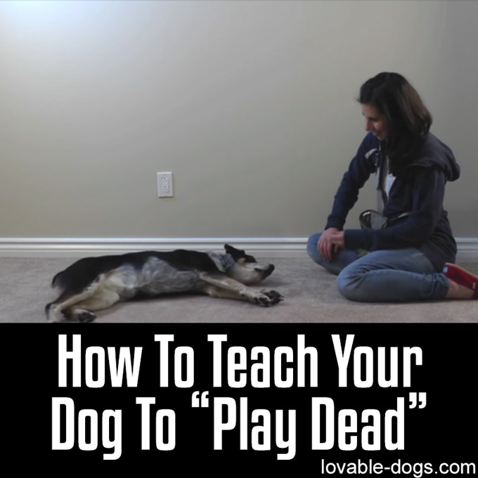 How To Teach Your Dog To Play Dead - WP