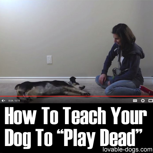 How To Teach Your Dog To Play Dead