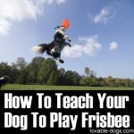 How To Teach Your Dog To Play Frisbee