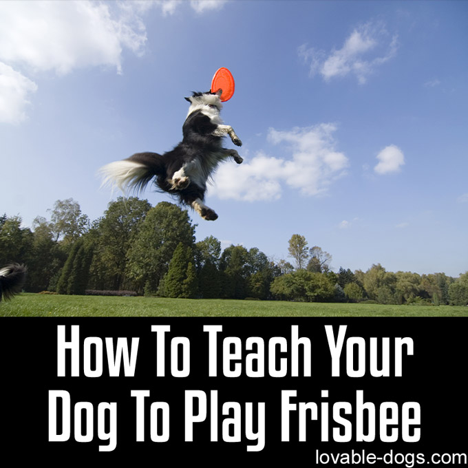 How To Teach Your Dog To Play Frisbee - WP