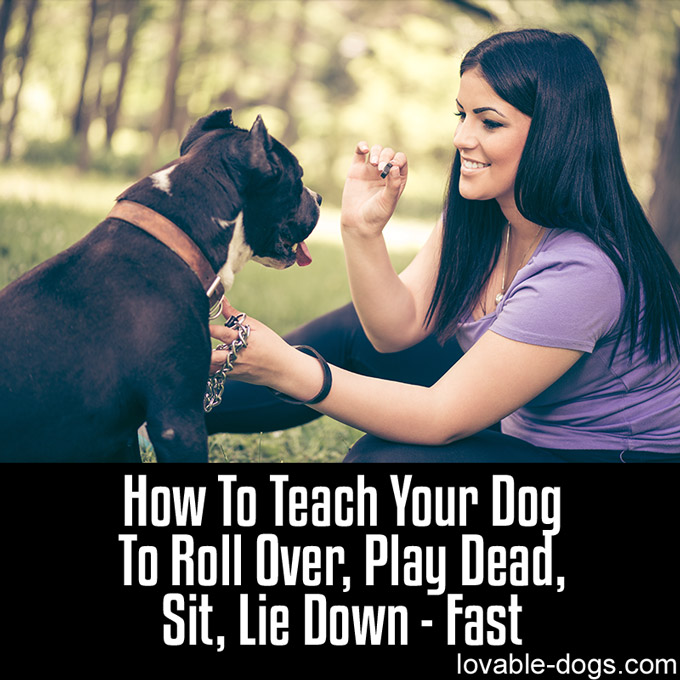How To Teach Your Dog To Roll Over, Play Dead, S-WP