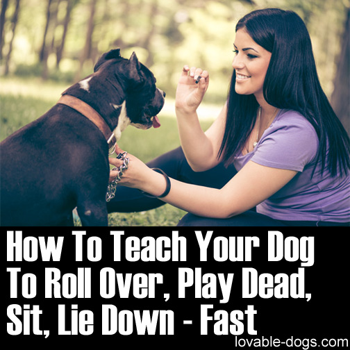 How To Teach Your Dog To Roll Over, Play Dead, Sit, Lie Down - Fast