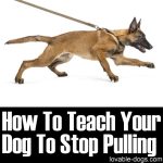 How To Teach Your Dog To Stop Pulling
