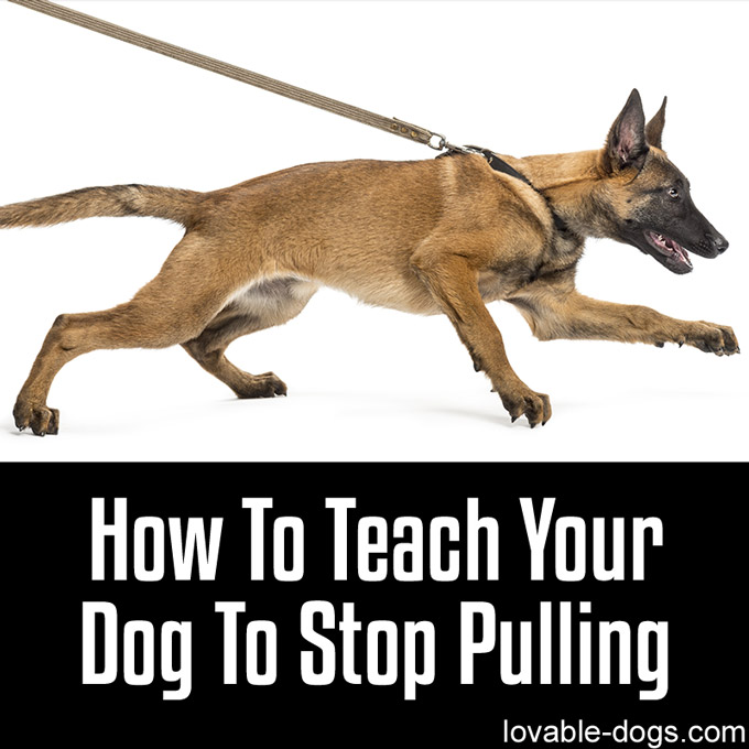 How To Teach Your Dog To Stop Pulling - WP