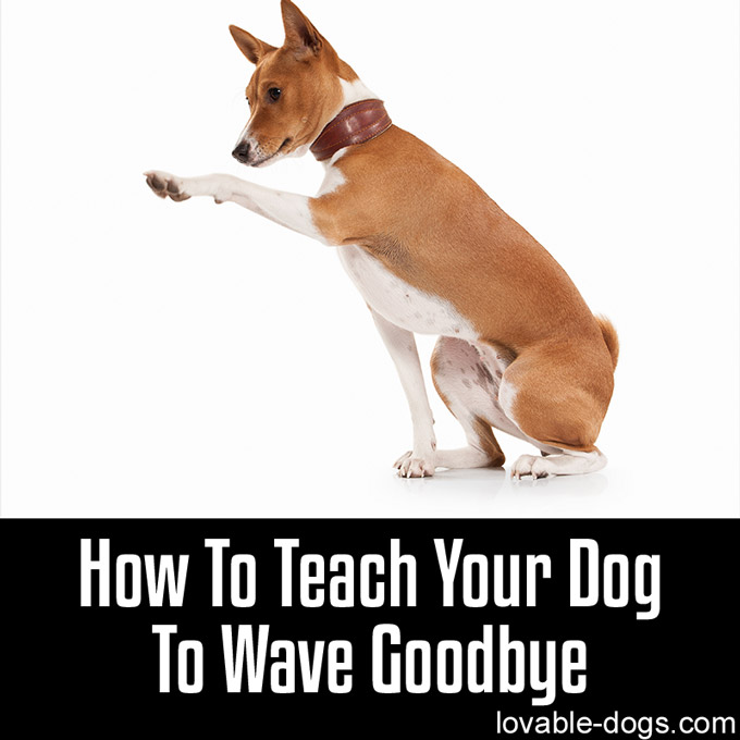 How To Teach Your Dog To Wave Goodbye - WP