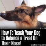 How To Teach Your Dog To Balance A Treat On Their Nose!