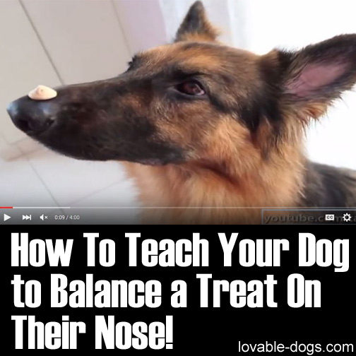 How To Teach Your Dog to Balance a Treat On Their Nose