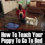 How To Teach Your Puppy To Go To Bed