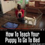 How To Teach Your Puppy To Go To Bed