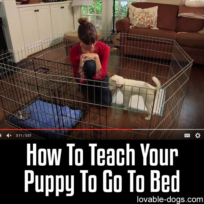 How To Teach Your Puppy To Go To Bed - WP