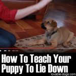 How To Teach Your Puppy To Lie Down