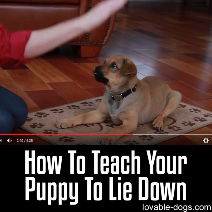 How To Teach Your Puppy To Lie Down - WP