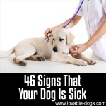 46 Signs That Your Dog Is Sick