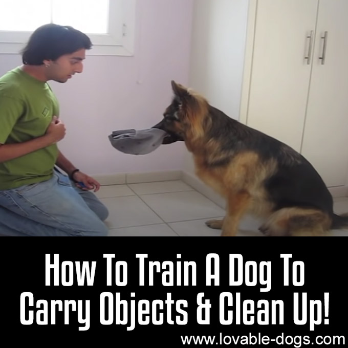 How To Train A Dog To Carry Objects & Clean Up - WP