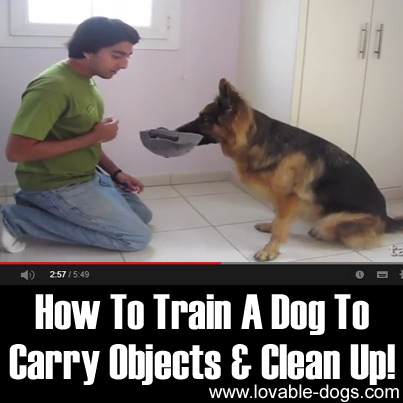 How To Train A Dog To Carry Objects & Clean Up