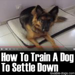 How To Train A Dog To Settle Down