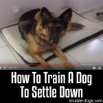 How To Train A Dog To Settle Down