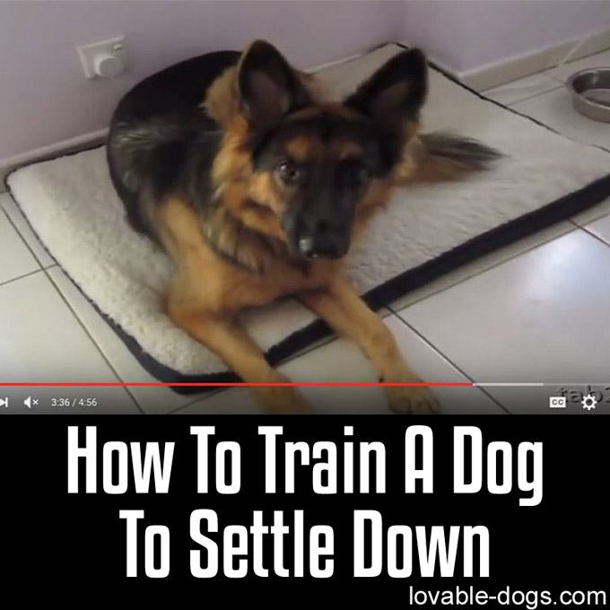 How To Train A Dog To Settle Down - WP