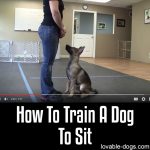 How To Train A Dog To Sit