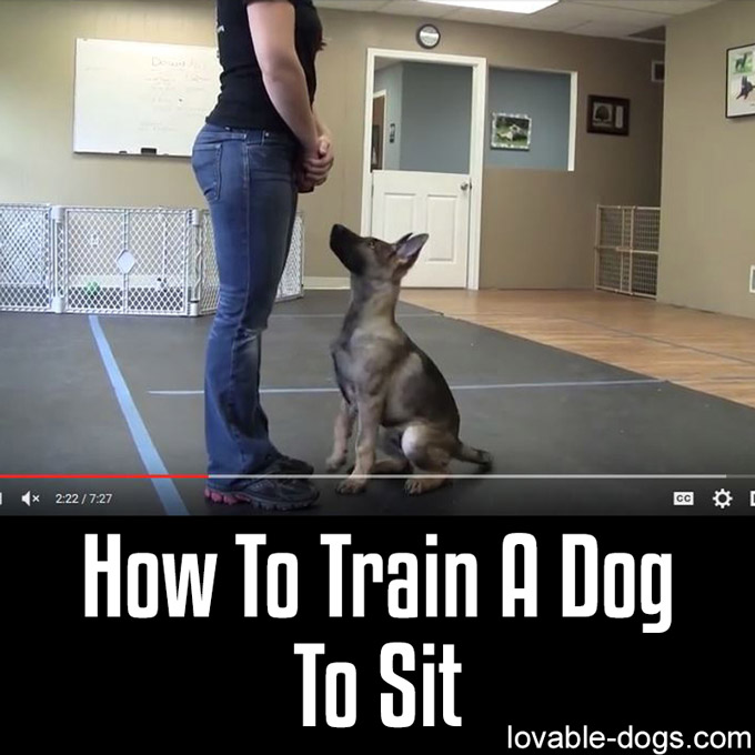 How To Train A Dog To Sit - WP