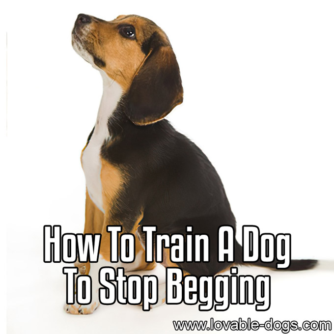How To Train A Dog To Stop Begging - WP