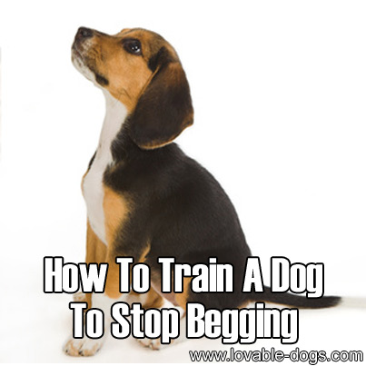 How To Train A Dog To Stop Begging