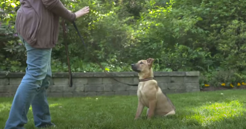 Lovable Dogs VIDEO: How To Train A Puppy To Sit And Stay - Lovable Dogs