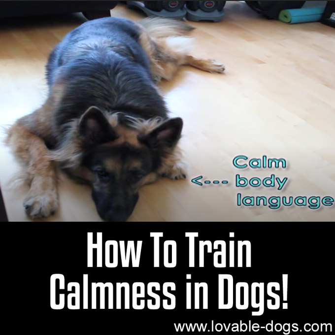 How To Train Calmness in Dogs - WP