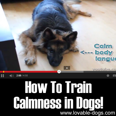 How To Train Calmness in Dogs